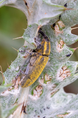 Lixus cardui