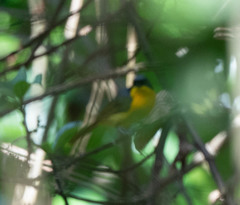 Telophorus nigrifrons