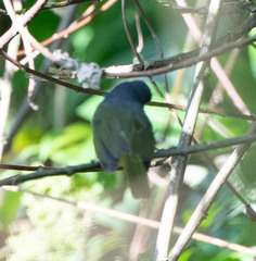 Telophorus nigrifrons