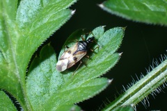 Anthocoris nemorum