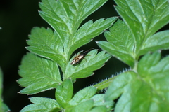 Anthocoris nemorum