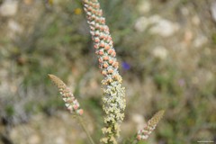Reseda suffruticosa