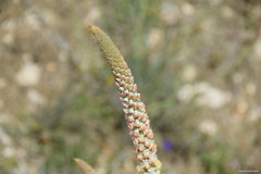 Reseda suffruticosa