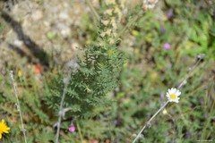 Reseda suffruticosa