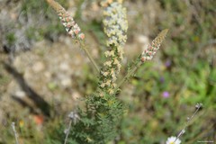 Reseda suffruticosa