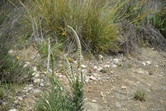 Reseda suffruticosa