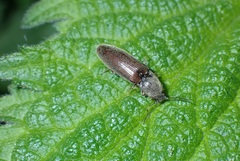 Athous haemorrhoidalis