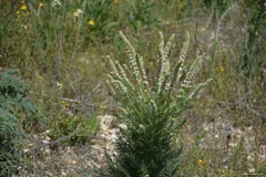 Reseda suffruticosa