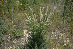 Reseda suffruticosa