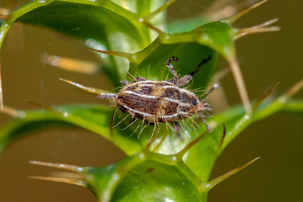Capelarinus lineatus