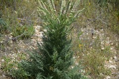 Reseda suffruticosa