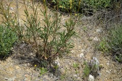 Reseda stricta