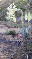 Calochortus plummerae