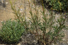 Reseda stricta