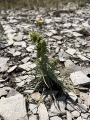 Ipomopsis spicata spicata