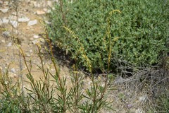 Reseda stricta