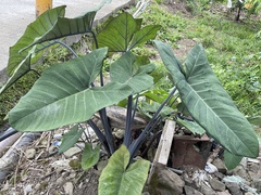 Xanthosoma violaceum