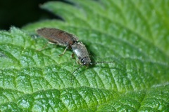 Athous haemorrhoidalis