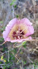 Calochortus plummerae
