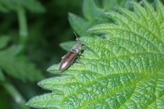 Athous haemorrhoidalis