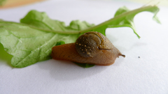 Helicarionidae