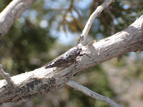 Sagebrush cicada