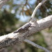 Platypedia tomentosa - Photo (c) Jeff Cole, algunos derechos reservados (CC BY-NC), subido por Jeff Cole