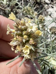 Ipomopsis spicata spicata