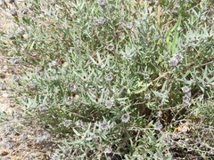 Centaurea hyssopifolia