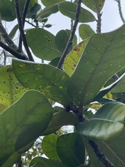 Palaquium