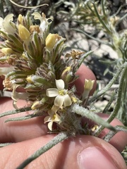 Ipomopsis spicata spicata