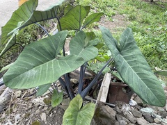 Xanthosoma violaceum