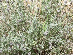 Centaurea hyssopifolia