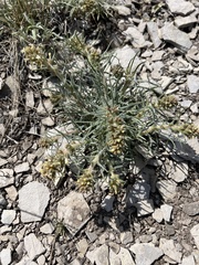 Ipomopsis spicata spicata