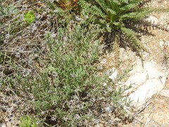 Centaurea hyssopifolia