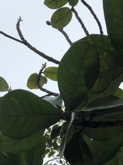 Palaquium