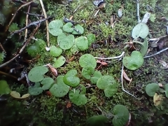 Nertera scapanioides