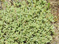 Helianthemum squamatum