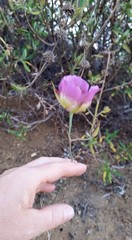 Calochortus plummerae