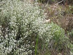 Lepidium subulatum