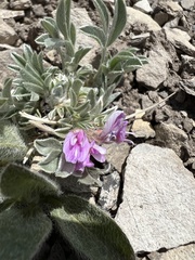 Astragalus tridactylicus