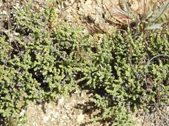 Frankenia thymifolia