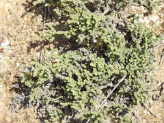 Frankenia thymifolia