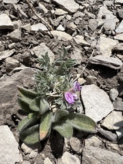 Astragalus tridactylicus