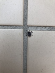 Tessaratoma papillosa