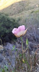 Calochortus plummerae