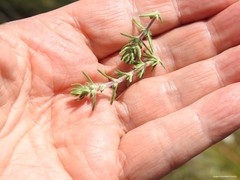 Thymus lacaitae