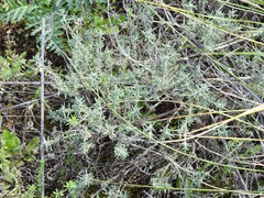 Thymus lacaitae