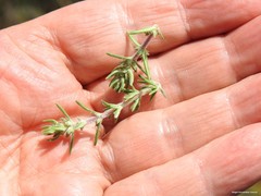Thymus lacaitae
