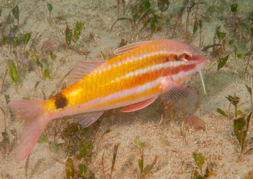 Blacksaddle goatfish (Parupeneus spilurus) — Mullidae